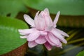 Giant Amazon water lily, Victoria amazonica, big pink flower and leaves